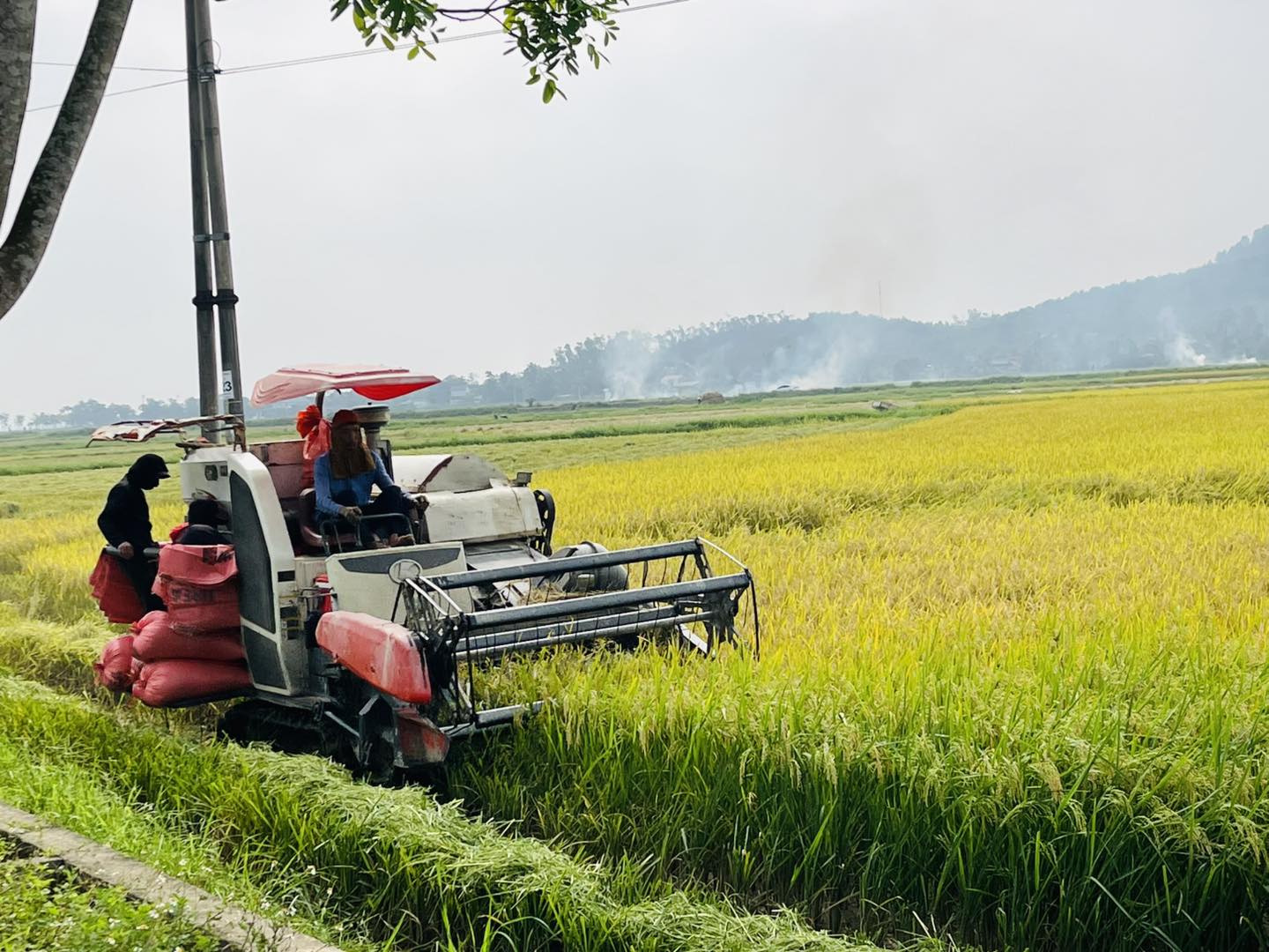 Nhân dân xã Trường Lưu vừa khẩn trương thu hoạch vụ Xuân – vừa chủ động chuẩn bị các điều kiện cho sản xuất vụ Hè Thu 2026